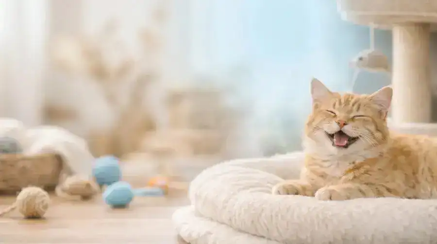 lit confortable pour chat Paw Zest Cats